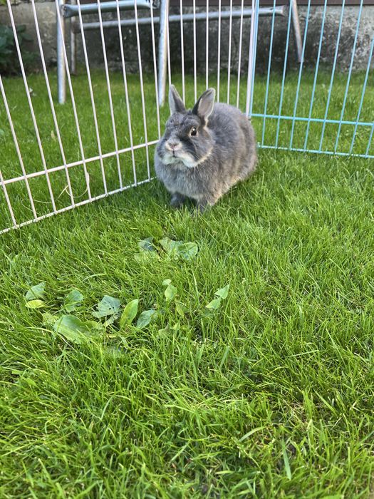 Карликові кролики.Нідерландський карлик