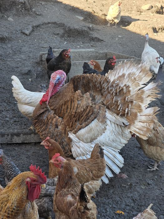 Indyki para dwu letnie