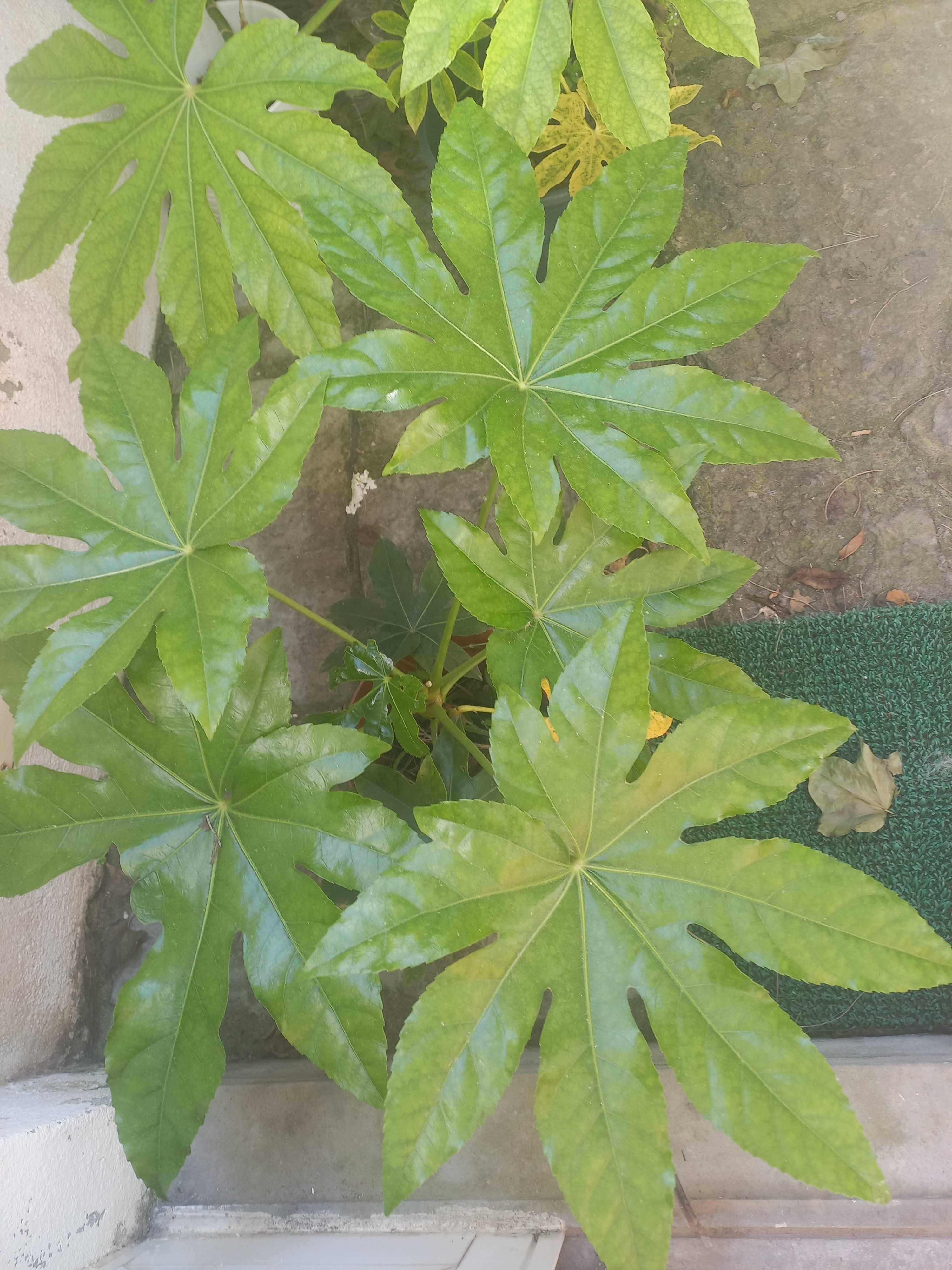 Plantas Aralia Japonesa (Fatsia Japonica)