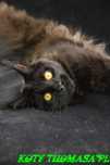 JEDYNA Czarna koteczka Maine Coon Polydactyl, gotowa do Odbioru*