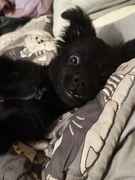 Кумедна дівчинка) Цуценя‼️