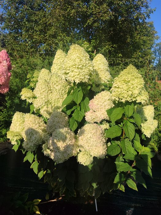 Гортензія волотиста