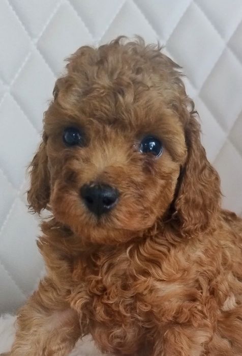 Pudel Toy - Przepiękny Piesek Red Brown - Wkrótce Do Odbioru!