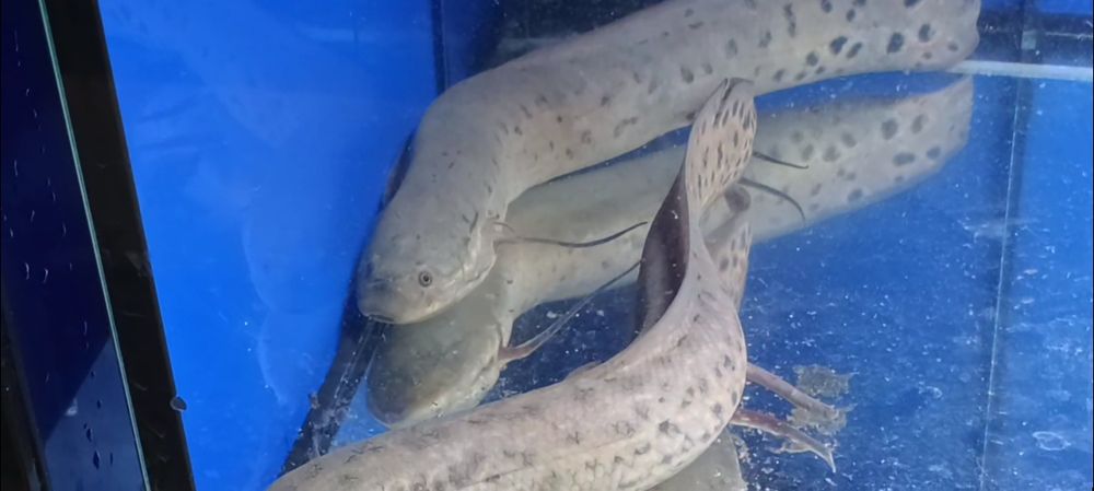 Prapłetwiec brunatny - Skrzelec - Protopterus 30cm. Cetarius