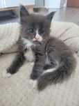 Kociak Maine Coon kocur