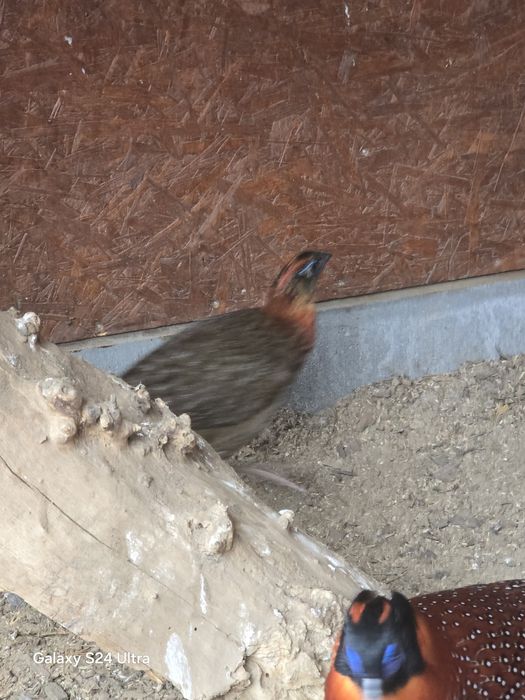 Tragopan Modrolicy ,,Tyminek,,