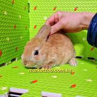 Мини кролики декоративные міні Нідерландський голландський кролик