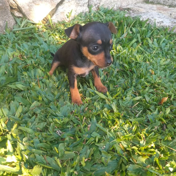 Pisncher miniatura fêmea