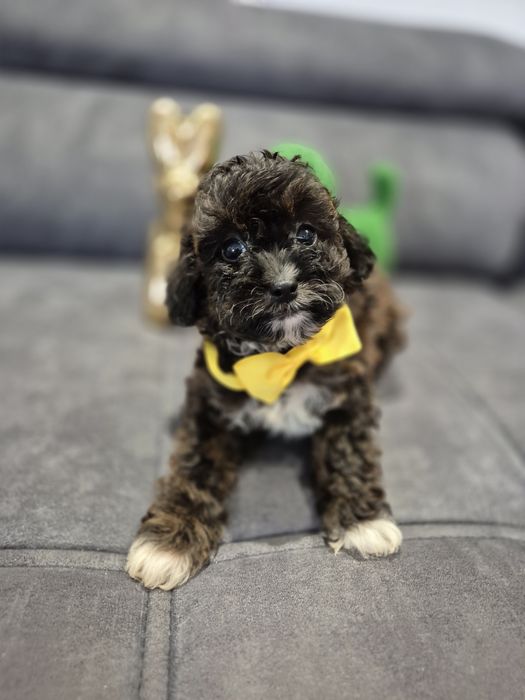 Cavapoo f1b piesek badania ! Sobolowy