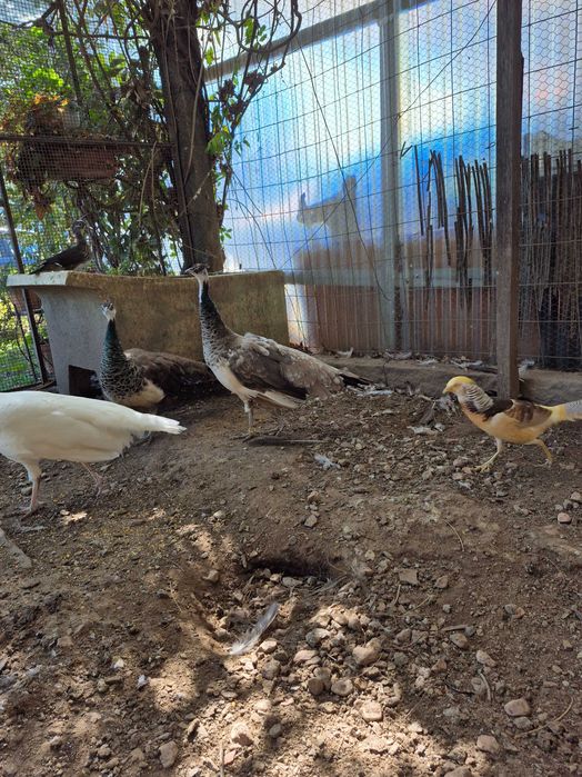 Pavão fêmea com 3 anos