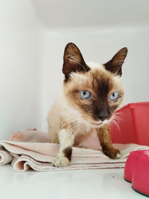 Gatinha para adoção responsável
