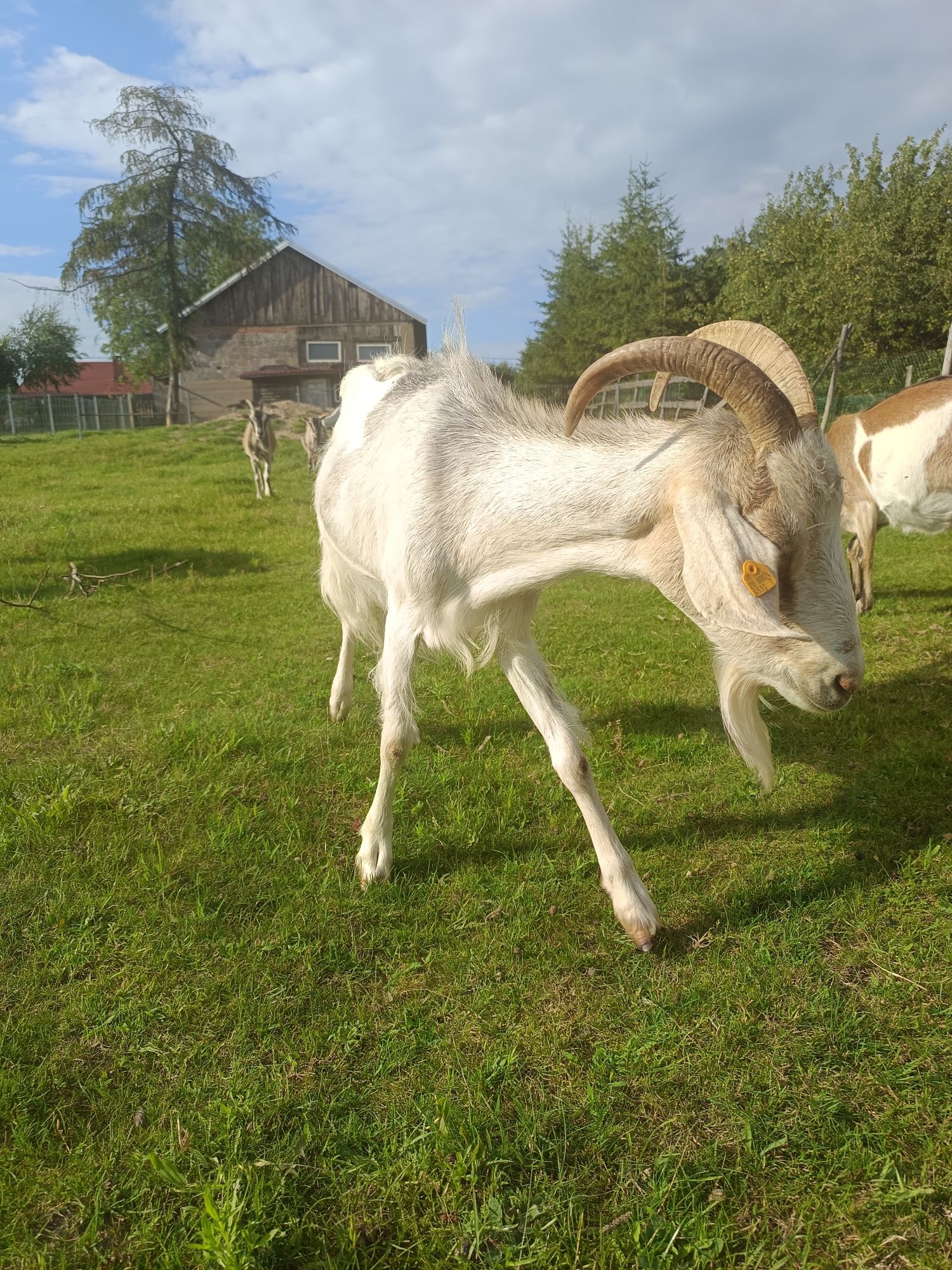 Koza, kózka  szuka domu