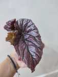 Begonia Maurice Amey ukorzenionona