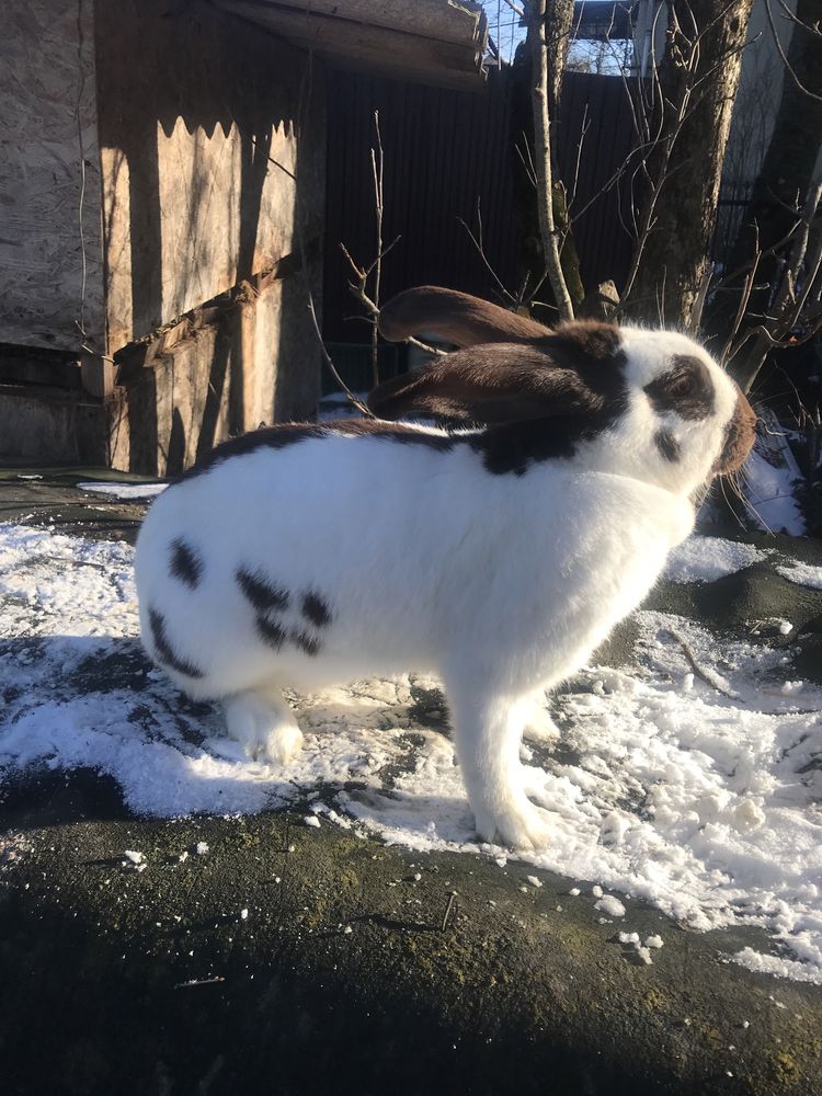 Німецький строкач гавана