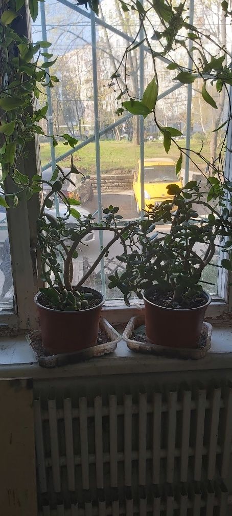 Денежное дерево "Crassula ovato"