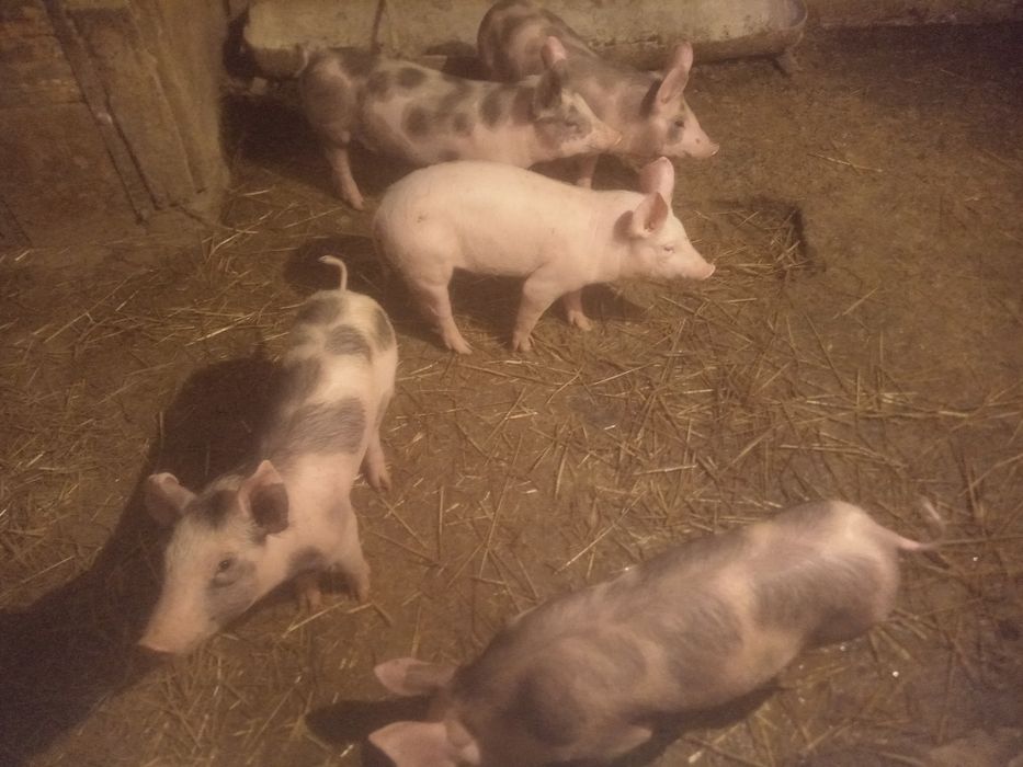 Продам Поросята Хмельницький Район