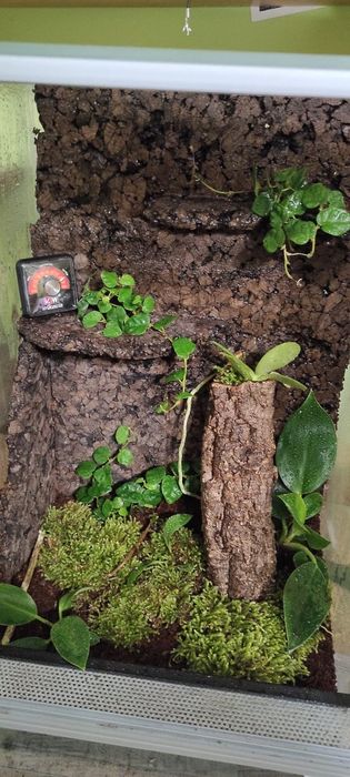 Terrarium na zamówienie