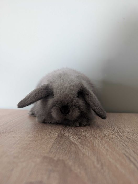 Mini lop, baranek miniaturka, metryka