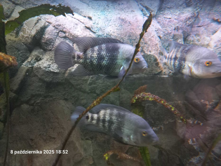 Pielęgnice Astatheros macracanthus DUŻE