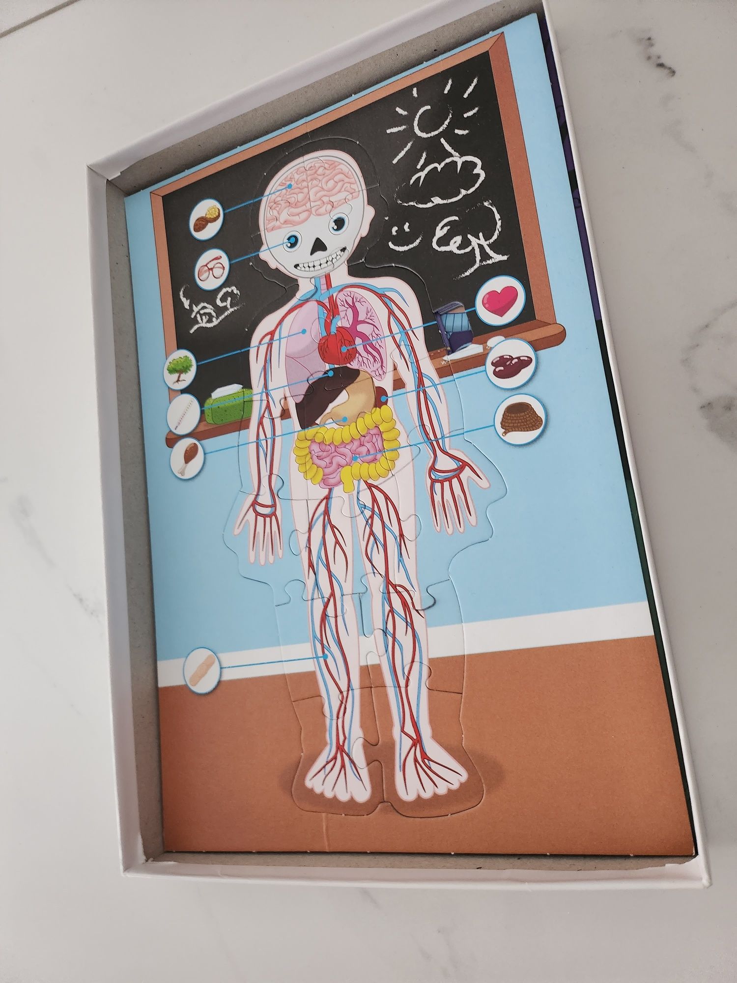 Trefl puzzle ludzkie ciało 4x15 puzzli anatomia