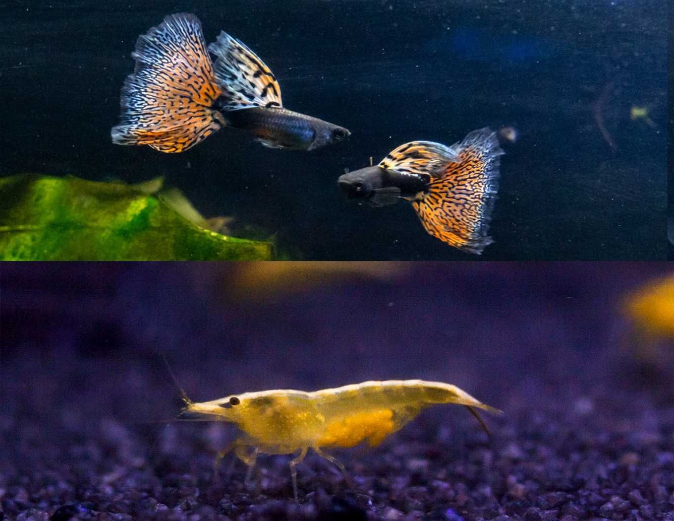Piękne Gupiki Metal Red Nebula para krewetki zółte Yellow Neon 5 szt