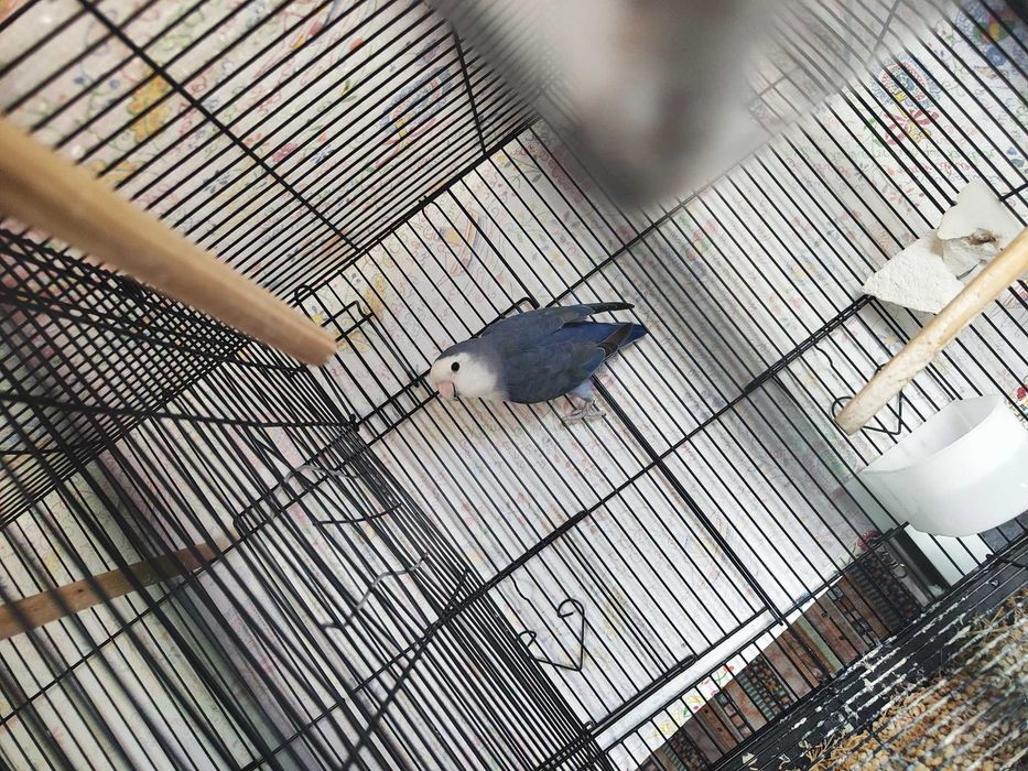 Agapornis rosicollis