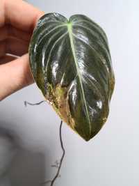 Philodendron melanochrysum variegata