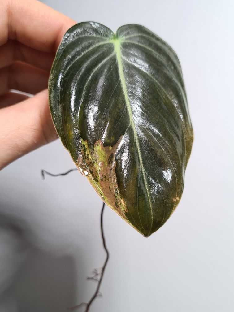 Philodendron melanochrysum variegata