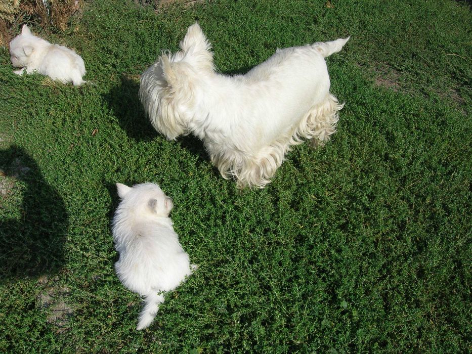 West Terrier bielutki piesek  już do odbioru.