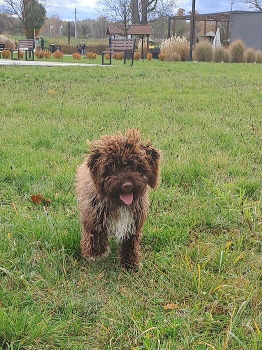 Sunia lagotto romagnolo