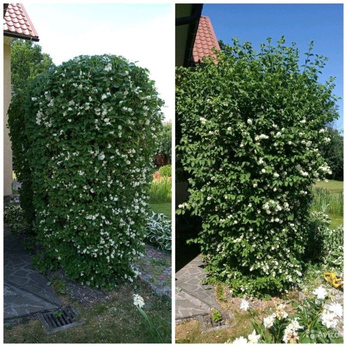 Стрижка,обрезка, подкормка,обработка от болезней,садовник