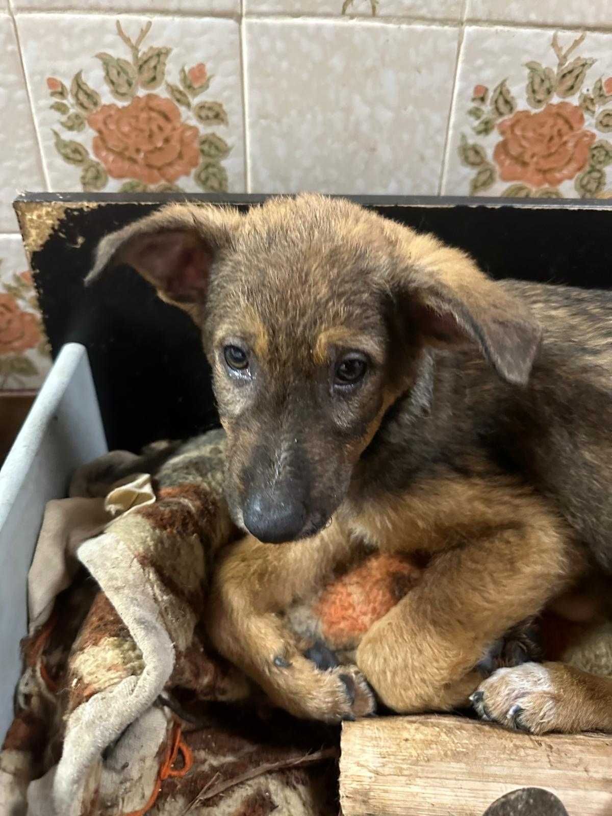 Bebés para adoção responsável