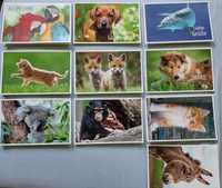 Kartki pocztowe z wizerunkami zwierząt - niemieckie - 10szt