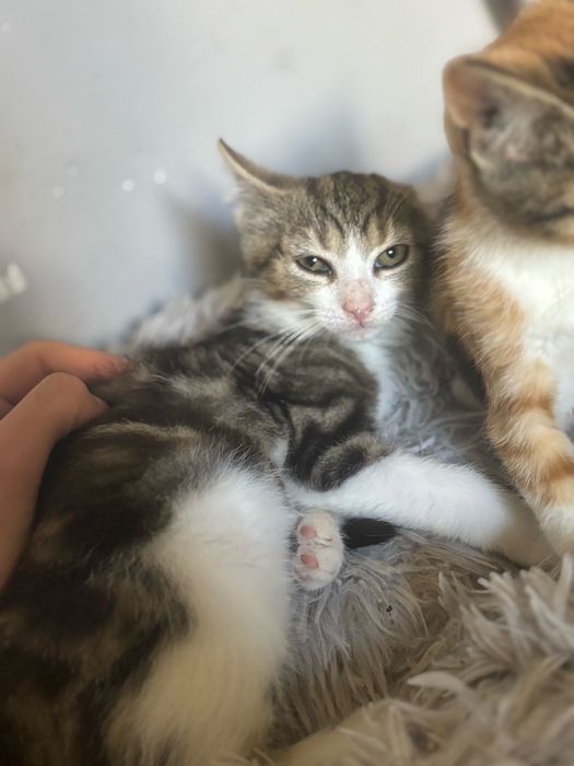 Kociaki szukaja domu