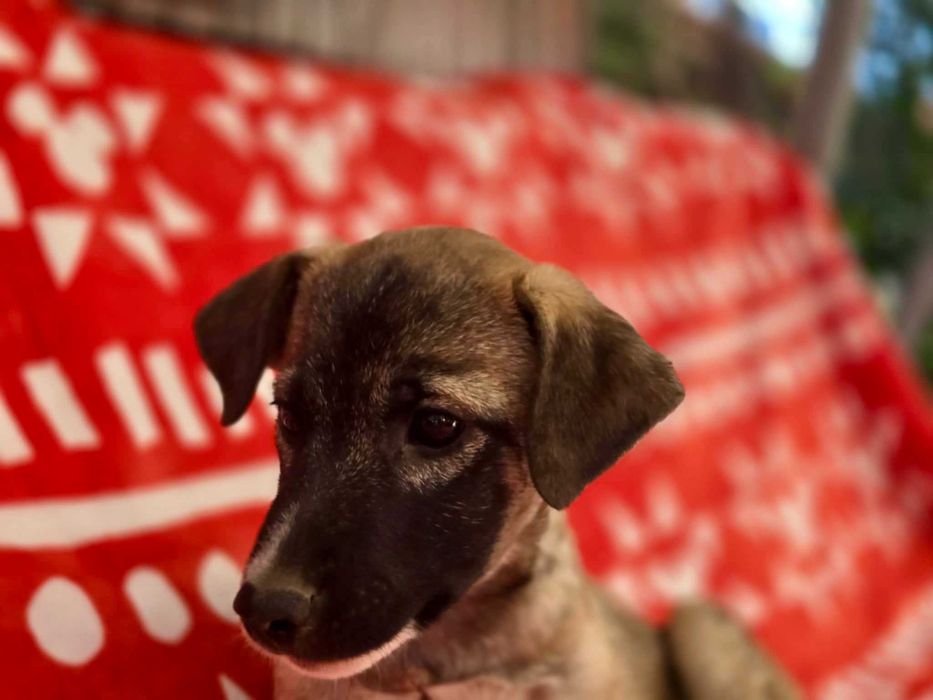 KRISTIANO  4 mies. szczeniak do adopcji. Uratowany w Bułgarii