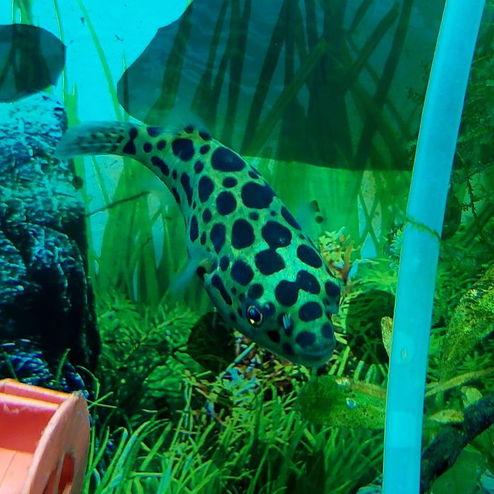 Peixe-balão (baiacu verde pintado)