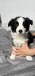 Border Collie sunia gotowa do odbioru