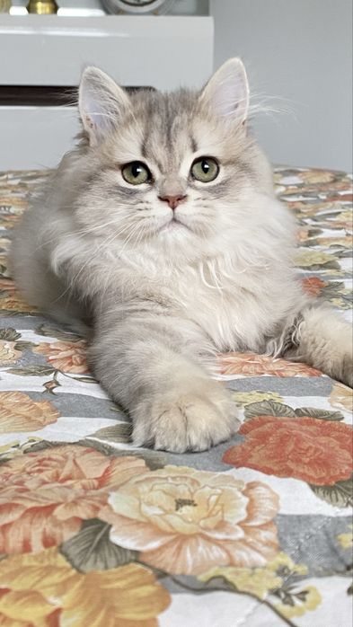 Британське кошеня голубе золото