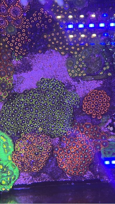 Corais zoanthus desde 15€