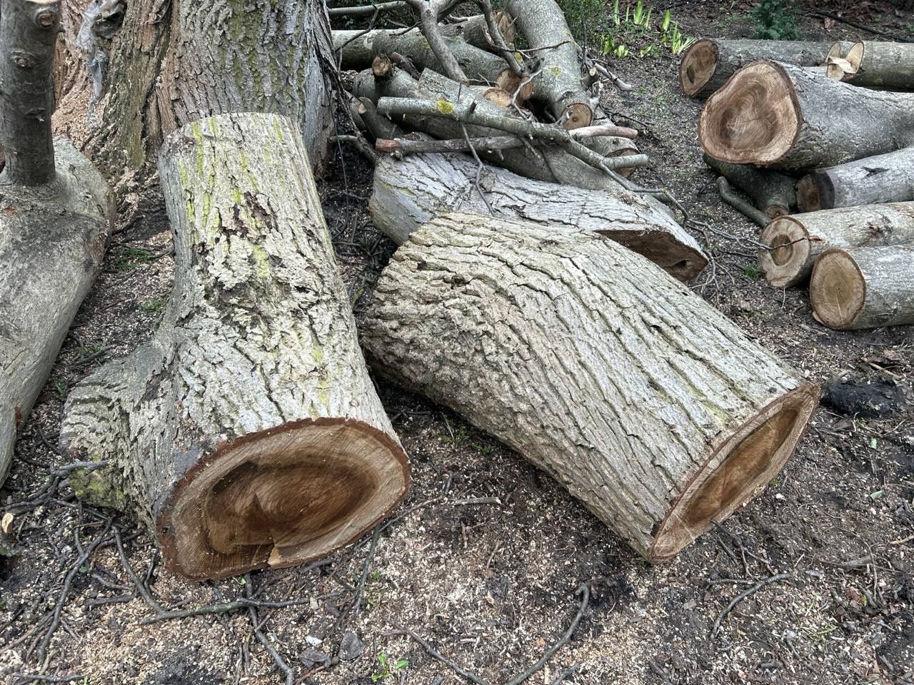 Orzech włoski 45-letni drewno,kłody