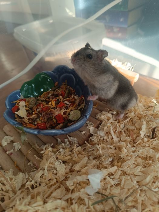 Chomik dżungarski. Zostały dwa samce