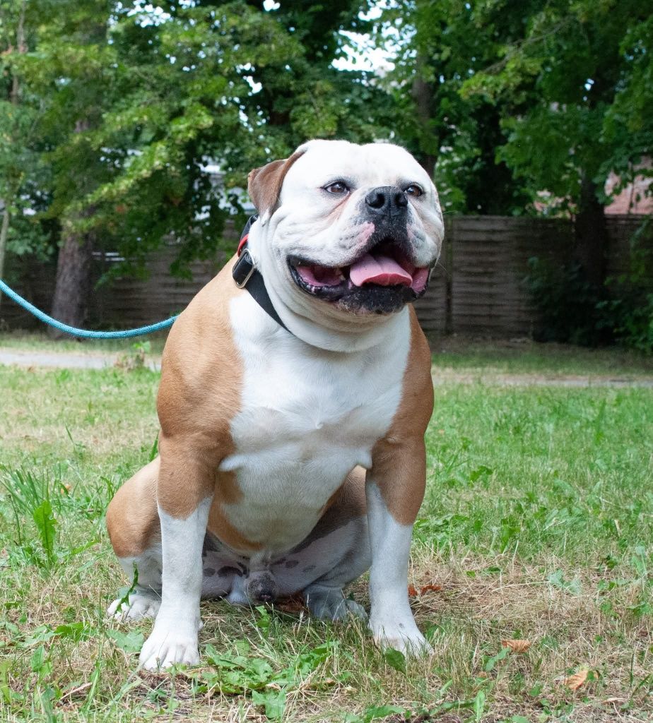 Buldog Amerykański zapowiedź miotu