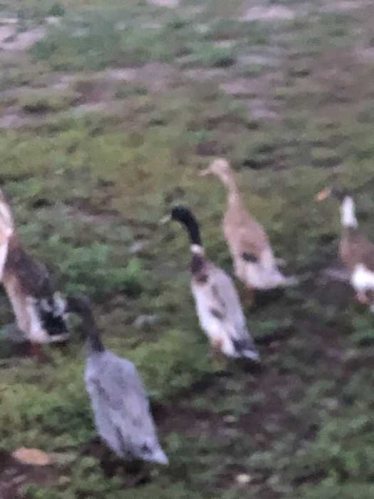 Kaczki biegusy indyjskie