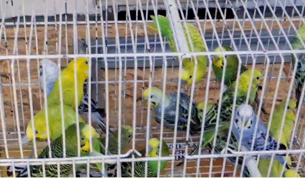Lote de piriquitos