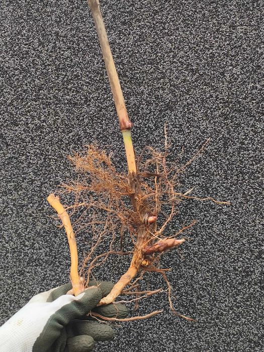 Miskant Olbrzymi sadzonki 5 szt.