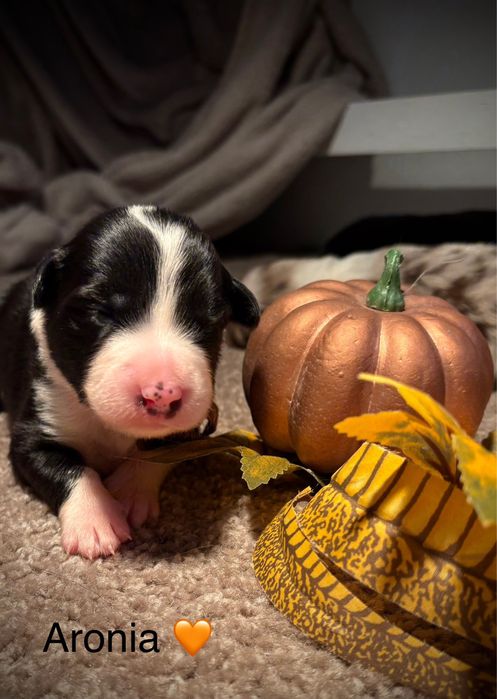 Border Collie - dziewczynka