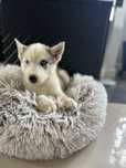 Suczka rasy Siberian Husky