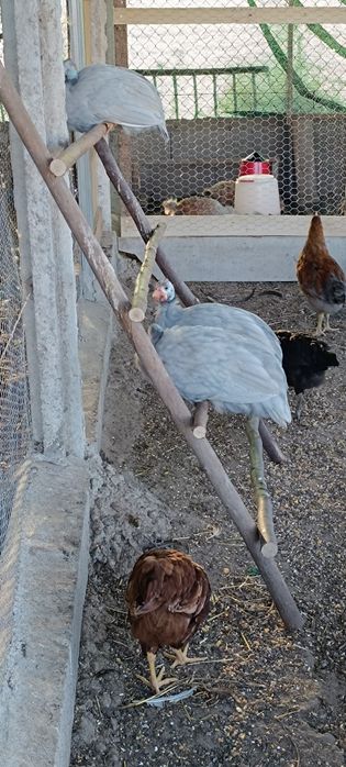 Galinhas de Angola de varias cores e idades!