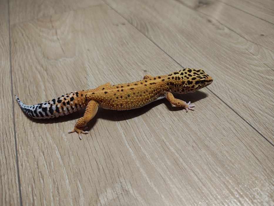 Gekon Lamparci Eublefar