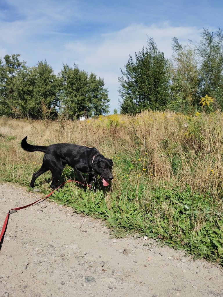 Tosiek w typie labradora szuka domu